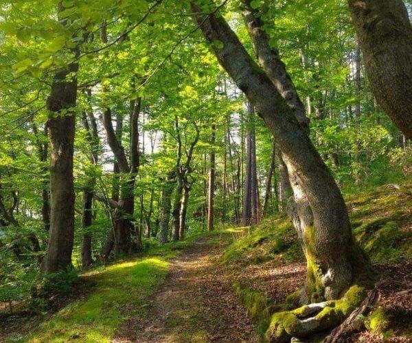 Retiro de Mindfulness: Interconexión: la fortaleza de conectar contigo y con todo. Sant Martí-Barcelona del 20 al 22 de febrero